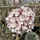 Viburnum carlesii 'Aurora' 125-150 cm 20L