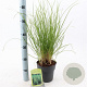 Deschampsia cesp. 'Goldtau' 30-60 cm 2,0L