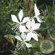 Gaura l. 'White Dove' GM P9