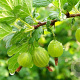 Ribes u.-c. Tatjana 80-100 cm 7,5L