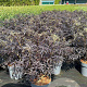Sambucus nigra Black Lace 60-80 cm 12L