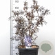 Sambucus nigra Black Lace 60-80 cm 12L