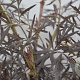 Sambucus nigra Black Lace 60-80 cm 12L