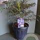Sambucus nigra Black Lace 60-80 cm 12L