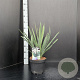 Yucca filamentosa 30-40 cm 5,0L