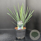 Yucca filamentosa 30-40 cm 5,0L