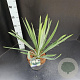 Yucca filamentosa 30-40 cm 5,0L