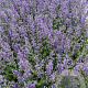 Nepeta faassenii 'Six Hills Giant' GM 2,0L
