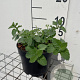 Nepeta faassenii 'Six Hills Giant' GM 2,0L