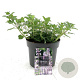 Nepeta faassenii 'Six Hills Giant' GM 2,0L
