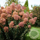 Cotinus cog. Magical Red Fountain 30-40 cm 3,0L