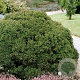 Cryptomeria j. 'Vilmoriniana' 20-30 cm 2,0L