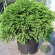 Cryptomeria j. 'Yokohama' 20-30 cm 2,0L