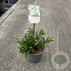 Deutzia gracilis 'Nikko' 20-25 cm 2,0L