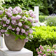 Deutzia Raspberry Sundae 30-40 cm 2,0L