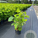 Hydrangea a. 'Annabelle' 30-40 cm 3,0L