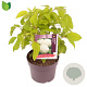 Hydrangea a. 'Annabelle' 30-40 cm 3,0L