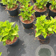 Hydrangea m. 'Sibilla' GM C3