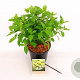 Hydrangea pan. 'Limelight' 30-40 cm 3,0L