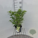 Hydrangea pan. 'Limelight' 30-40 cm 3,0L