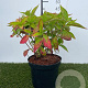 Hydrangea s. 'Bluebird' GM C3