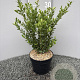 Ilex crenata 'Caroline Upright' 30-35 cm 2,0L