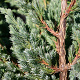 Juniperus squamata 'Meyeri' 30-35 cm 5,0L