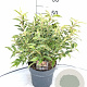 Leucothoe f. 'Rainbow' 30-40 cm 5,0L