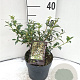 Osmanthus burkwoodii 30-40 cm 2,0L