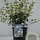 Osmanthus burkwoodii 30-40 cm 2,0L