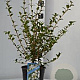 Osmanthus burkwoodii 30-40 cm 2,0L