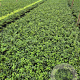 Osmanthus burkwoodii 30-40 cm 2,0L