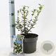 Osmanthus burkwoodii 30-40 cm 2,0L
