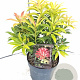 Pieris 'Forest Flame' 30-40 cm 5,0L