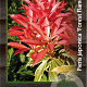 Pieris 'Forest Flame' 30-40 cm 5,0L