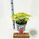 Pieris 'Forest Flame' 30-40 cm 5,0L