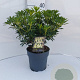 Pieris jap. 'Debutante' 20-30 cm 2,0L