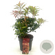 Pieris jap. 'Mountain Fire' 20-30 cm 2,0L