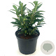 Sarcococca hookeriana humilis 20-30 cm 2,0L