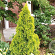 Thuja occidentalis 'Golden Smaragd' 30-35 cm 5,0L