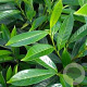 Prunus l. 'Caucasica' 14-16 cm cont. 64L 180 cm stam lei 150x150