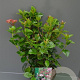 Viburnum tinus 'LisaRose' 30-35 cm 3,0L