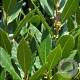 Laurus nobilis 'Pride of Provence' GM  P11