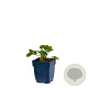 Lapageria rosea GM  P11