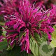 Monarda didyma 'Balmy Rose' GM  P11