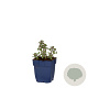 Nepeta faas. 'Pursian Blue' GM  P11