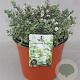 Hebe pinguifolia 'Pagei' GM C5