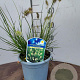 Pennisetum al. 'Little Bunny' GM 3,0L leverbaar