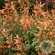 Agastache 'Apricot Sprite' GM P9