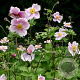 Anemone hyb. 'Richard Ahrens' GM P9